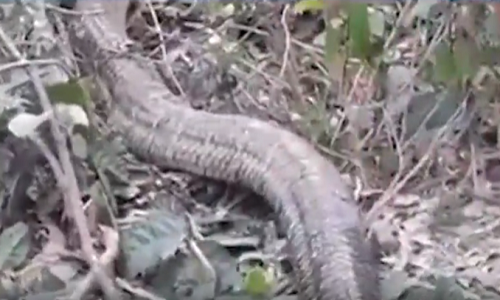 Theo các nhà khoa học, rắn hổ mang chúa có khả năng giáng một vết cắn tử vong và nạn nhân bị tiêm vào thân một lượng lớn nọc độc với liều khoảng 200 đến 500 mg, thậm chí lên đến 7 ml.