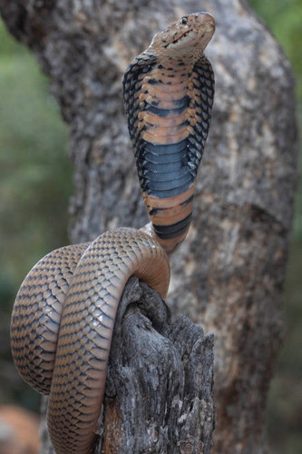 Nọc độc của rắn hổ mang chúa chủ yếu thuộc nhóm neurotoxin (độc tố thần kinh), được biết như haditoxin và một vài hợp chất khác.