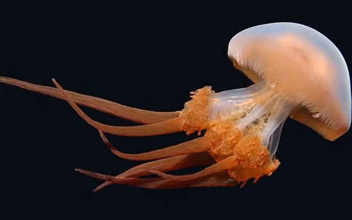 Trông như một chiếc dù di động, loài sứa Rhopilema Esculentum có thể gây hại cho con người