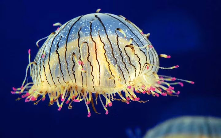 Sứa mũ hoa Jelly Fish là loài hiếm trên toàn thế giới và có kích thước rất nhỏ. Chúng có nhiều màu sắc lạ như tím và cam, chủ yếu được tìm thấy ở Brazil, Argentina và Nhật Bản