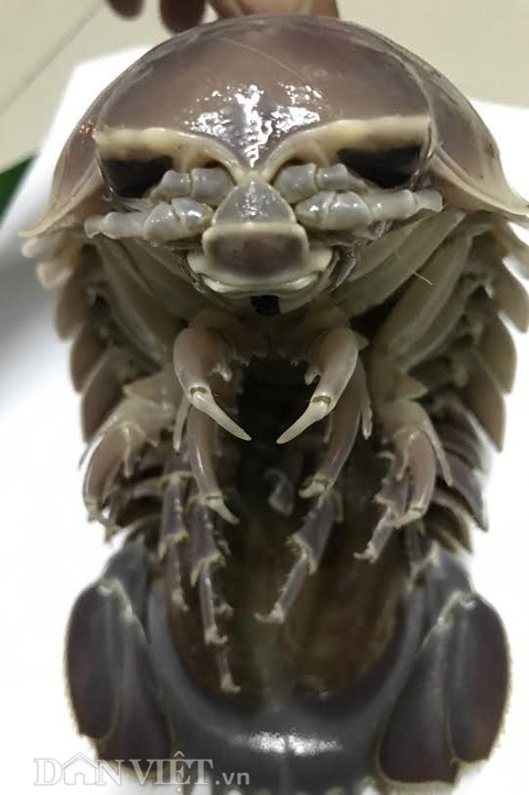 5. Bọ bọ biển - trông thì ghê nhưng thịt ngon miễn chê Trái ngược với hình dáng khá xấu xí, thịt của bọ bọ biển được ngư dân đánh giá là ngon hơn cả tôm hùm. Chính vì vậy mà loại hải sản này dù hiện có giá bán tới 1,2-1,5 triệu đồng/kg, nhưng cũng không dễ tìm mua được. Nhiều ngư dân Quảng Ngãi giải thích: "Sở dĩ loại hải sản này có tên gọi như vậy, là do có hình dáng giống như con bọ sống trên cạn nhưng sống ở dưới biển, nên người ta đặt và gọi nó là bọ bọ biển".