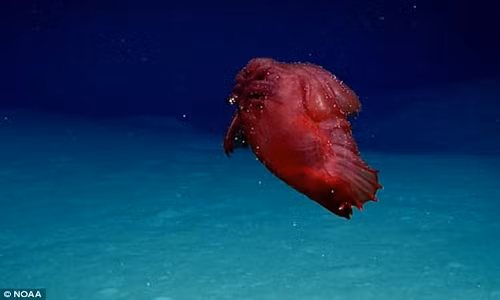 Sinh vật kỳ lạ được ví với quái vật biển sâu không đầu.