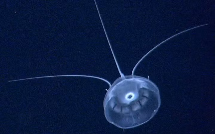 Athletorus Bouillon là loài sứa được tìm thấy ở vùng biển sâu Bắc Cực