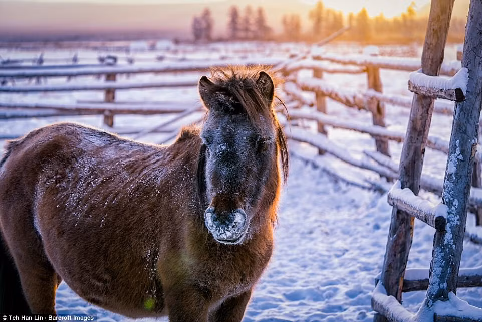 Người Yakut nuôi dưỡng loài siêu ngựa này để lấy sữa và thịt trong mùa đông.