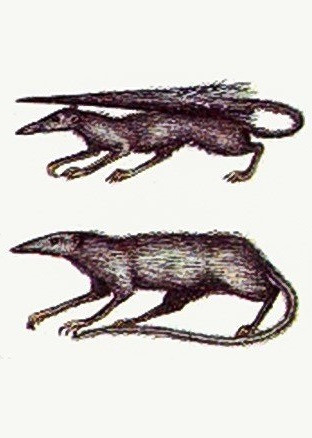 Sinh vật này được gọi tên là chuột đuôi ô, là kết quả tiến hóa của tổ tiên loài chuột. Chúng sử dụng đuôi để cân bằng và phần chân để dậm nhảy bắt côn trùng trong không khí.