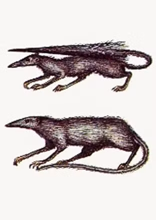 Sinh vật này được gọi tên là chuột đuôi ô, là kết quả tiến hóa của tổ tiên loài chuột. Chúng sử dụng đuôi để cân bằng và phần chân để dậm nhảy bắt côn trùng trong không khí.