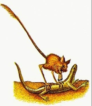 Sinh vật săn mồi chủ yếu trên sa mạc này có cái tên khá kêu "Quỷ nhảy nhót", tên khoa học là Daemonops rotundus, có bề ngoài rất quái dị với đôi tai dài như dơi, khuôn mặt và thân hình của chuột cùng một đôi chân dài và khỏe như của chuột túi.