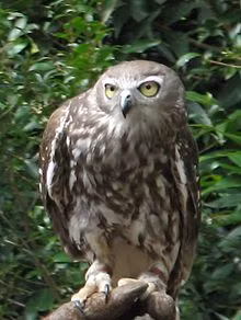 Chim cú sủa có tiếng kêu lạ, như tiếng sủa "gâu gâu" của loài chó.