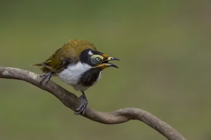 Chim khướu mặt xanh sinh sống tại bang Queensland