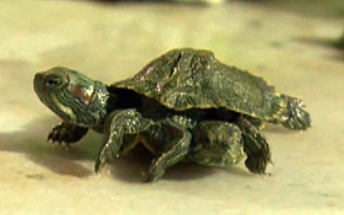 Một con rùa kỳ quái có 2 đầu, 6 chân đã trở thành "con vật nổi tiếng" ở Trung Quốc. Xem thêm&gt;&gt;&gt; Rùa kỳ quái hai đầu sáu chân như bước ra từ bom tấn Mỹ