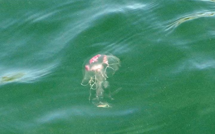  Sứa biển Rican nổi tiếng vì hình thù và màu sắc khác lạ