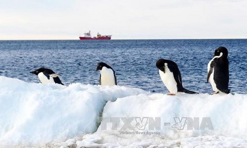 Chim cánh cụt tại Vịnh Terra Nova, Victoria Land, Nam Cực ngày 28/10/2016. Ảnh: EPA/TTXVN.