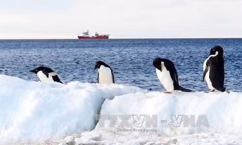 Chim cánh cụt tại Vịnh Terra Nova, Victoria Land, Nam Cực ngày 28/10/2016. Ảnh: EPA/TTXVN.