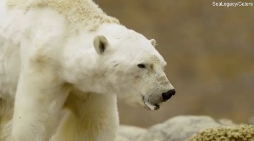 Con gấu chắc chỉ có thể sống sót trong vòng vài giờ hoặc vài ngày nữa vì nó dường như đã kiệt sức.