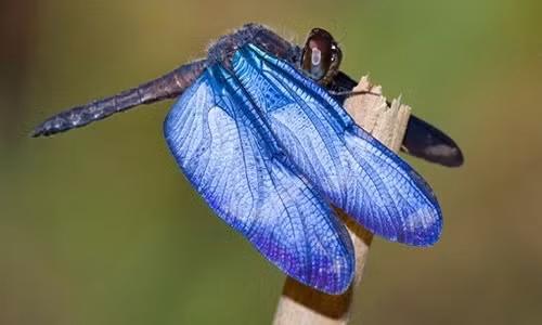 Cánh chuồn chuồn.