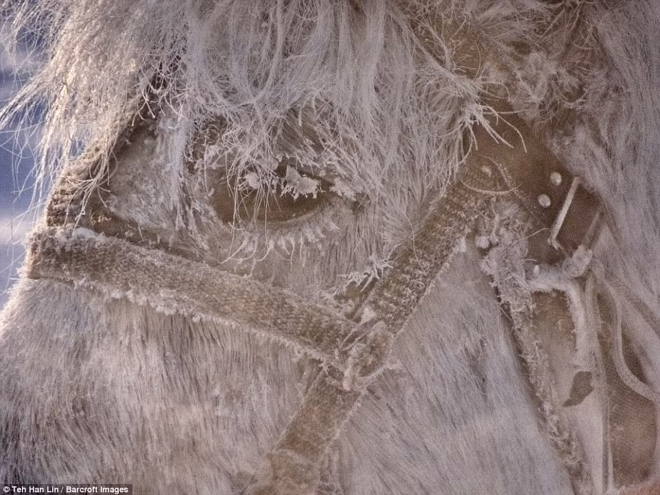 Siberia lạnh đến mức từng sợi lông mi của những con ngựa này cũng bị đóng băng.