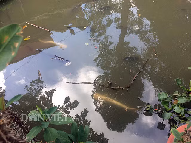 9. Huyền bí cặp cá tra bạch tạng 13 năm tuổi sống trong ngôi chùa cổ Một ngôi chùa ở miền Tây đang nuôi dưỡng 2 con cá tra bạch tạng. Mỗi con dài khoảng 80cm, nặng trên 8kg. Vào buổi trưa trời nắng, da cá chuyển sang màu hồng nhẹ, rất đẹp. Năm nay cặp cá tra bạch tạng đã bước sang tuổi thứ 13, cặp cá này được coi là "lộc", hàng năm nhà chùa đón rất nhiều người tới tham quan và ngắm cá.