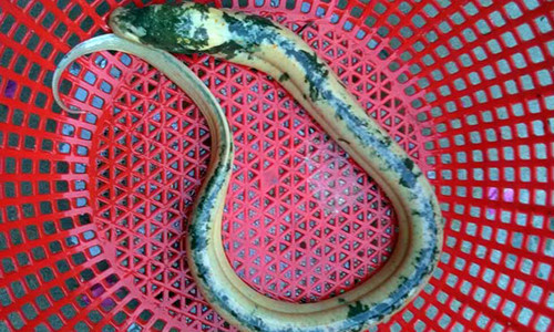 Tháng 9/2017, nhiều người cũng xôn xao trước con lươn kỳ lạ màu ánh kim, có nhiều hoa văn trên mình. Xem thêm&gt;&gt;&gt; Sóc Trăng: Nông dân bắt được lươn lạ có màu ánh kim