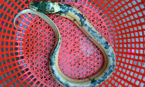 Tháng 9/2017, nhiều người cũng xôn xao trước con lươn kỳ lạ màu ánh kim, có nhiều hoa văn trên mình. Xem thêm>>> Sóc Trăng: Nông dân bắt được lươn lạ có màu ánh kim