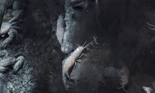 Các loài giáp xác sống sâu dưới đại dương - (Ảnh: SCHMIDT OCEAN INSTITUTE).