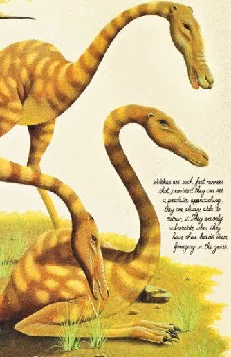 Cấu tạo cơ thể sinh vật này khá dị, chân dài, cổ dài gần tương đương chân giúp cân bằng trọng lực, do đó nó có khả năng nhìn thấy rõ ràng môi trường sống xung quanh của nó.