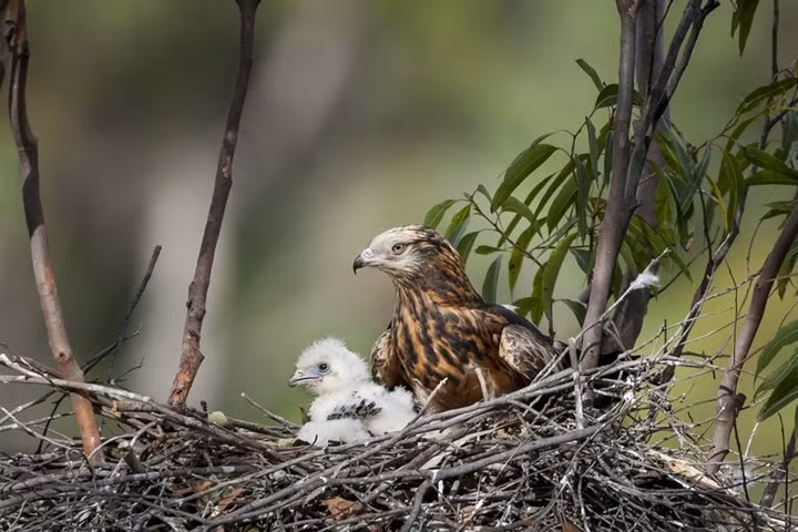 Chim diều đuôi vuông là một loài chim săn mồi điển hình.