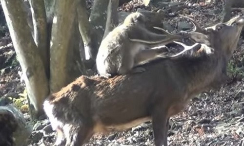 Khỉ Macaca thường ngồi lên lưng hươu để di chuyển từ nơi này sang nơi khác.