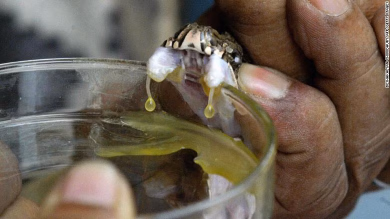 Rắn kịch độc đang trở thành nỗi khiếp sợ của người dân ở khu vực cận Sahara. Rắn kịch độc đang trở thành nỗi khiếp sợ của người dân ở khu vực cận Sahara.