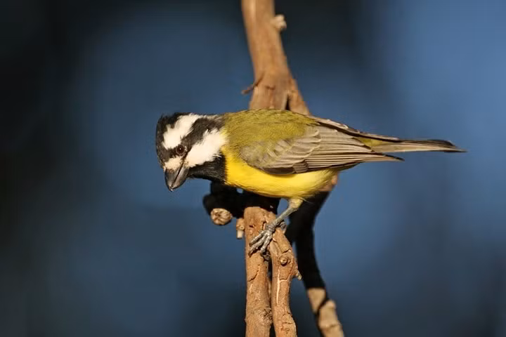 Chim bách thanh gây ấn tượng với tiếng chim hót mê đắm lòng người.