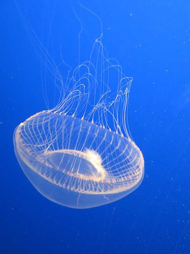 Crystal Jellyfish là loài sứa đẹp, trong như pha lê, chủ yếu được tìm thấy ở biển Bắc Mỹ.