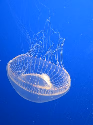 Crystal Jellyfish là loài sứa đẹp, trong như pha lê, chủ yếu được tìm thấy ở biển Bắc Mỹ.