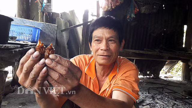 Người Mường thường chế biến “chụt chịt” bằng cách rang với sả. Nhìn món này hơi ghê, nhưng ăn lại rất ngon. Thịt nó mềm, béo ngậy và thơm. Loài côn trùng này thường làm tổ ở những gốc cây có nhiều lá hoại mục. Đầu mùa mưa bắt chúng làm thịt là ngon nhất vì da của chúng chưa mọc vảy sừng. (Ảnh: Xuân Tuấn/ Dân Việt)