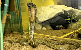 Khi bị rắn cắn, hãy loại bỏ tất cả đồ trang sức và quần áo chật chội, nhanh chóng cầu cứu và đến ngay các trạm y tế gần nhất để được tiêm huyết thanh.