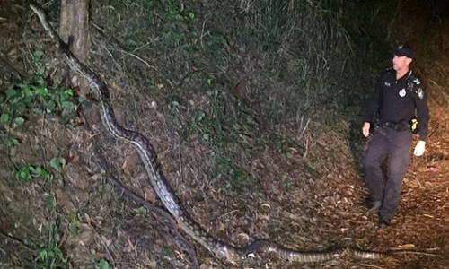 Cảnh sát Úc chụp ảnh cùng trăn "quái vật". Ảnh: QUEENSLAND POLICE