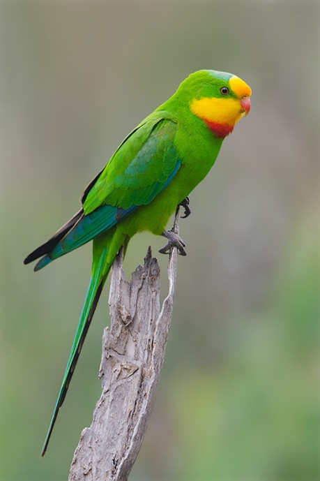 Ở Australia, có những loài chim cực hiếm và lạ, chẳng hạn như vẹt Superb Parrot, là loài chim sinh sống tại khu vực đồng bằng bang New South Wales.