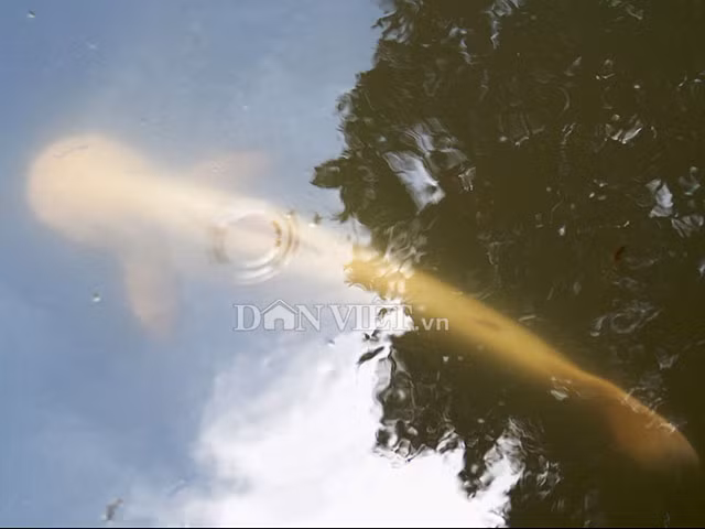 Theo ghi nhận của phóng viên Dân Việt, trong ao có rất nhiều loài cá khác nhau nhưng ấn tượng nhất là hai con cá tra màu trắng. Cá tra “độc”, lạ này dài khoảng 80cm, nặng trên 8kg mỗi con. Vào buổi trưa trời nắng, da cá chuyển sang màu hồng nhẹ, rất đẹp. Một sư thầy tu tại chùa cho biết, hai con cá tra trên là do một phật tử mang đến phóng sinh cách nay khoảng hơn 13 năm. “Khi ấy phật tử đó mang đến khoảng 10 con cá tra có màu trắng đến thả. Thời gian qua, nhiều con đã chết, chỉ còn lại hai con”- sư thầy nói. Vì chỉ còn 2 con, nên nhà chùa nuôi dưỡng rất kỹ. Các sư thầy thường xuyên bơm nước sạch thay, thả lục bình để lọc nước, tạo bóng mát. Thức ăn chính của cá là cám gạo trộn cháo. Mọi người đến chùa chỉ được ngắm chứ không được vớt cá lên hay cho ăn thức ăn lạ.