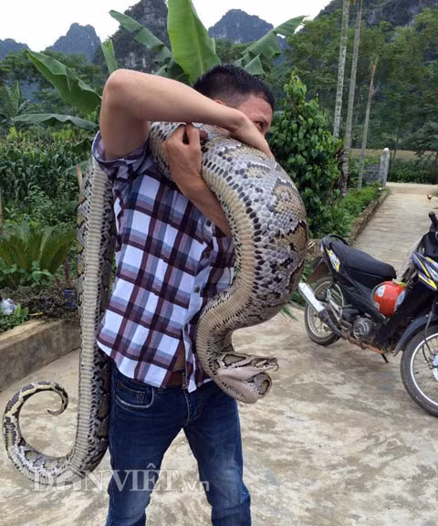 Kể về "xuất thân" của cặp trăn khủng này, anh Chương nói, cách đây 5 năm, anh đi rừng và bắt được 2 con trăn nhỏ bằng chuôi dao nên đã mang về nuôi. Sau 5 năm nuôi đôi trăn, anh Chương cũng nắm được tương đối đặc tính sinh trưởng của chúng. Vào mùa hè, trăn lột da liên tục. Có tháng chúng lột xác 3-4 lần. Sau mỗi lần lột xác là một lần cơ thể nó phát triển to hơn. Biết nhà anh Chương có cặp trăn quý, đã có không ít người đến hỏi mua, nhưng gia đình anh vẫn giữ nuôi và không bán. Thậm chí, có người trả giá đến cả cây vàng, nhưng vẫn chưa nhận được cái gật đầu từ phía gia chủ.