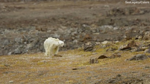 Một chân của con gấu đang phải kéo lết, dường như nó bị teo cơ vì thiếu thực phẩm.