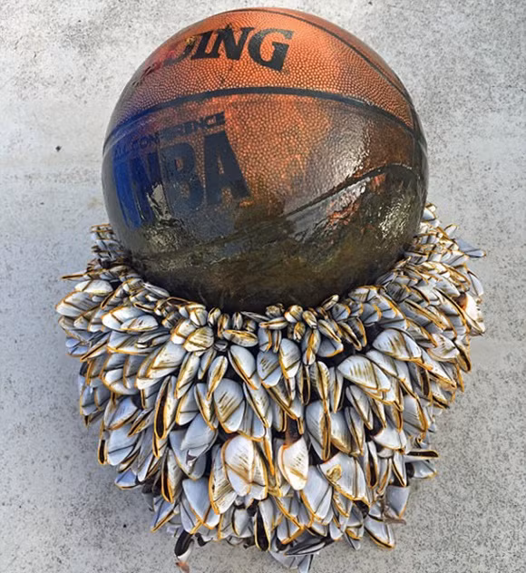 Quả bóng rổ lạ kì với hàng nghìn con hàu cổ ngỗng bám quanh đang là tâm điểm dư luận nước Anh