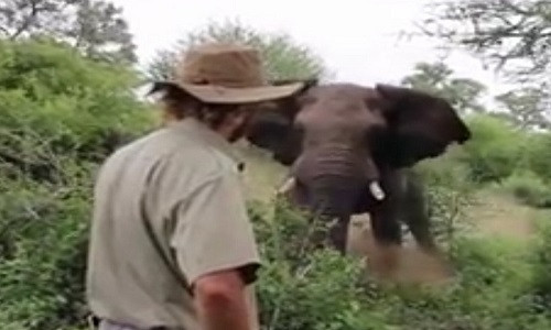 Alan bình tĩnh đối mặt con voi trưởng thành.