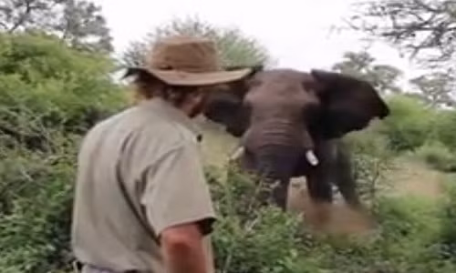 Alan bình tĩnh đối mặt con voi trưởng thành.