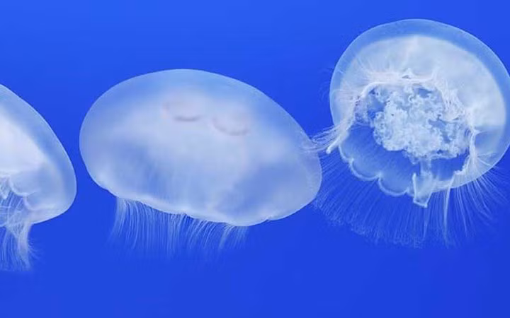 Loài sứa mặt trăng Moon Jellyfish quý hiếm có vòng đời khá ngắn. Chúng thường chết một thời gian ngắn sau khi sinh sản