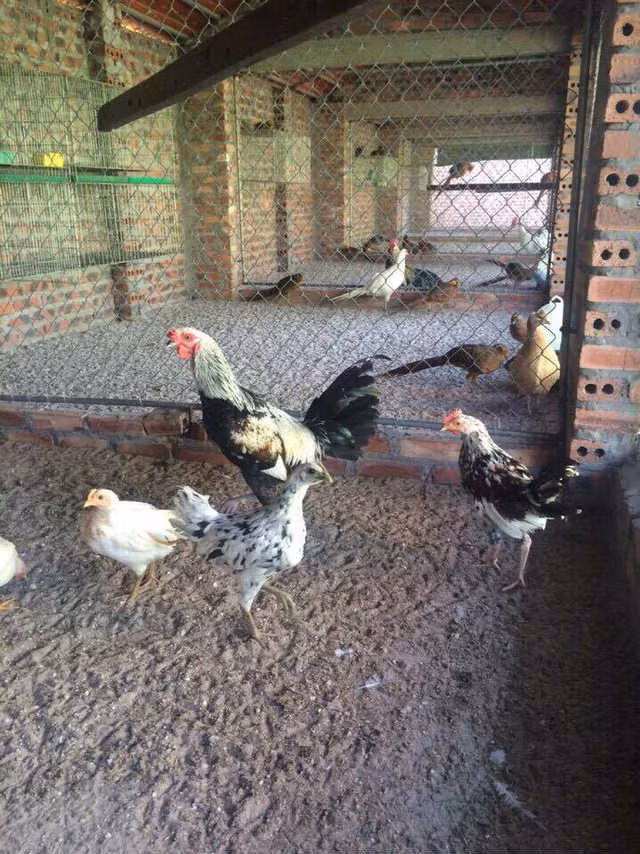 Trong quá khứ giống gà này được coi là một biểu tượng quyền lực của gia đình hoàng gia. Hiện tại nó vẫn là biểu tượng của lòng dũng cảm, của địa vị xã hội và chủ nghĩa anh hùng, anh Trường cho biết. Ở Indonesia mọi tầng lớp đều có thể chơi, chứ không chỉ giới hạn ở những tầng lớp giàu có hay có địa vị xã hội cao. Hiện nay có rất nhiều cuộc thi gà cười tổ chức khắp mọi miền trên đất nước Indonesia và nó trở thành một nét văn hóa khá độc đáo và tao nhã. Anh Trường kể, từ khoảng năm 2000, khi hình ảnh Tổng thống Indonesia bên cạnh những chú gà cười được lan truyền rộng rãi trên các phương tiện thông tin đại chúng, thú chơi này đã thu hút được sự quan tâm của giới chơi gà lúc đó. Và cho đến nay, hội thi gà cười của tổng thống vẫn được tổ chức thường xuyên và được coi là một trong những chiếc Cup danh giá nhất trong làng gà cười Indonesia. (Ảnh: Dân Trí)