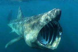 Loài cá mập này sinh sống xa hơn về phía bắc hơn bất kỳ loài cá mập nào khác.