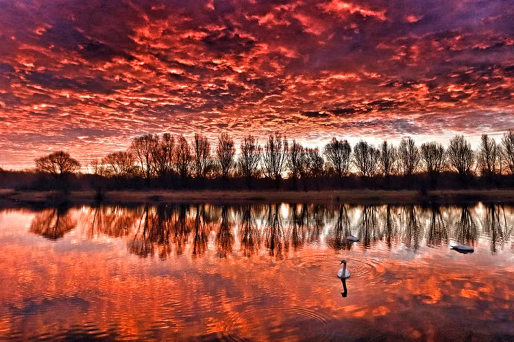 Thiên nga bơi dưới hồ dưới ánh nắng ban mai trong công viên Nene ở Peterborough, Anh.