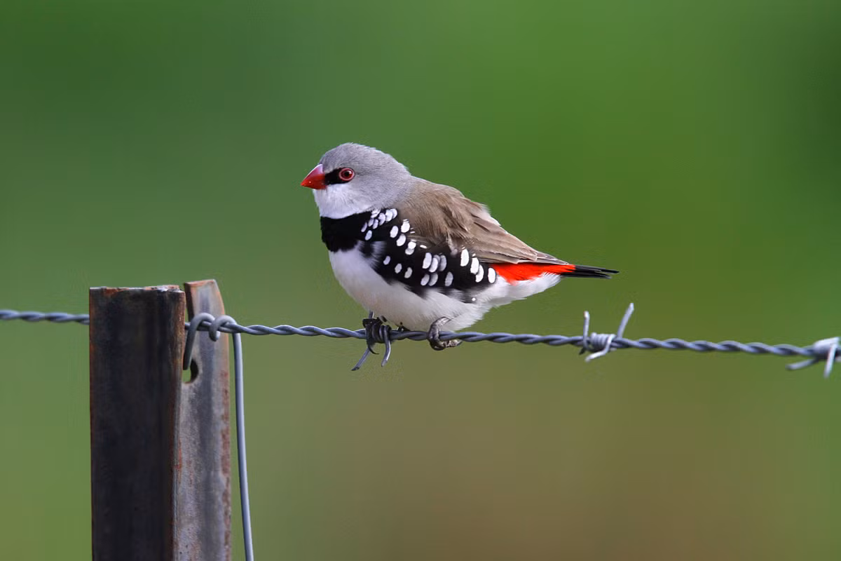 Chim sẻ Diamond firetail.
