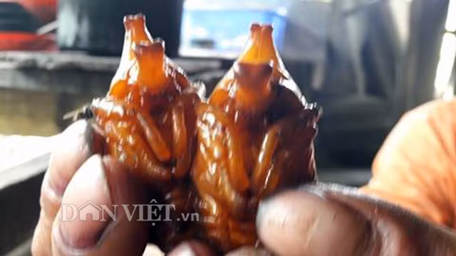 1. "Sởn gai ốc" khi nhìn bà con xứ Mường thưởng thức “chụt chịt” Con “chụt chịt” béo nung núc, sống ở những nơi cỏ rơm hoai mục là món ăn khoái khẩu của bà con người Mường ở Hòa Bình. So với các loài côn trùng khác, “chụt chịt” là món không phải ai cũng đủ can đảm để thưởng thức. "Chụt chịt" là những con côn trùng giống như con bọ hung, da mềm, có màu đỏ. Con nào cũng béo nung núc, trên đầu mỗi con có 2 sừng và những súc tu tua tủa. Tuy nhìn thấy sợ, nhưng với người Mường nó lại trở thành món ăn hấp dẫn.