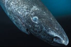 Việc cá mập Greenland săn hải cẩu như thế nào cho đến nay vẫn là một điều bí ẩn chưa được giải đáp