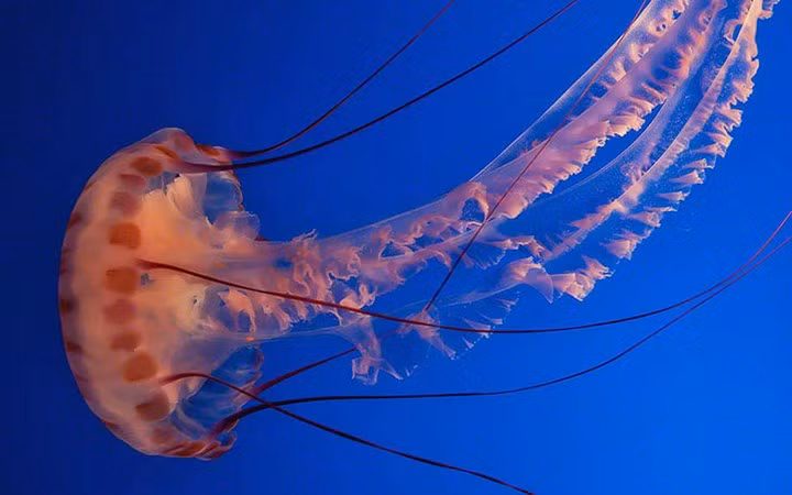 Sứa chân dài Tentacles sống trong nước đá đông lạnh nằm dưới lớp băng ở Nam Cực. Chúng có nhiều màu sắc khác nhau, bao gồm nâu, nâu đỏ và da cam