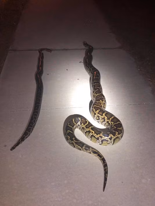 Trăn và rắn được phát hiện ở Florida